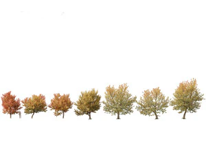 Acer negundo - Boxelder 02 Modello 3D