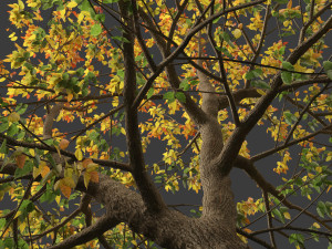 Acer negundo - Box elder 02 Modello 3D