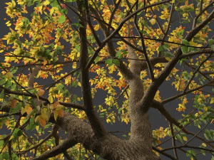 Acer negundo - Boxelder 02 Modello 3D