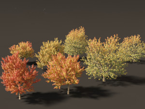 Acer negundo - Box elder 02 3D Model