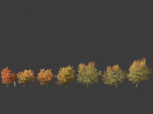 Acer negundo - Box elder 02 Modello 3D