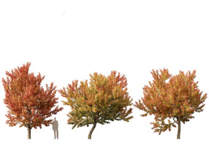 Acer negundo - Boxelder 02 Modello 3D