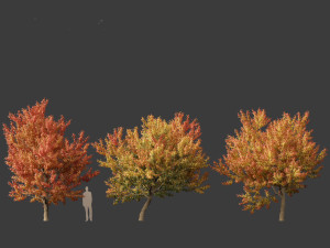 Acer negundo - Box elder 02 Modello 3D