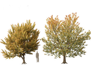 Acer negundo - Box elder 02 Modello 3D