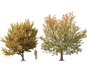 Acer negundo - Boxelder 02 Modello 3D