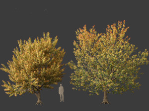 Acer negundo - Box elder 02 Modello 3D