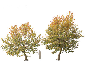 Acer negundo - Box elder 02 Modello 3D