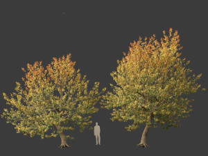 Acer negundo - Box elder 02 Modello 3D