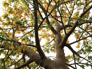 Acer negundo - Box elder 02 Modello 3D