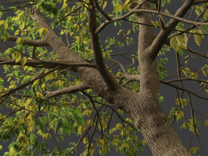 Acer negundo - Box elder 01 3D मॉडल