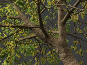 Acer negundo - Box mais velho 01 Modelo 3D