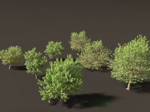 Acer negundo - Box elder 01 3D Model