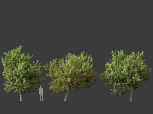 Acer negundo - Box mais velho 01 Modelo 3D