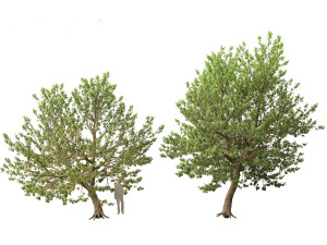 Acer negundo - Box elder 01 3D मॉडल