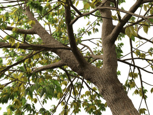 Acer negundo - Box elder 01 3D मॉडल
