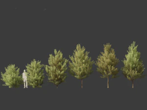 Acer monspessulanum - Montpellier 02 3D Model