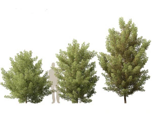 Acer monspessulanum - Montpellier 02 3D Model