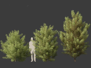 Acer monspessulanum - Montpellier 02 3D Model
