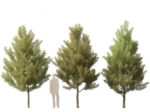 Acer monspessulanum - Montpellier 02 3D Model