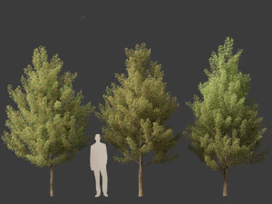 Acer monspessulanum - Montpellier 02 3D Model