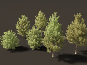 Acer monspessulanum - Montpellier 02 3D Модель