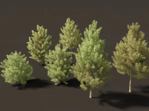 Acer monspessulanum - Montpellier 02 3D Model