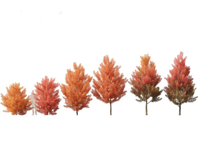 Acer monspessulanum - Montpellier 01 Model 3D .c4d .max .obj .3ds .fbx .stl .blend 