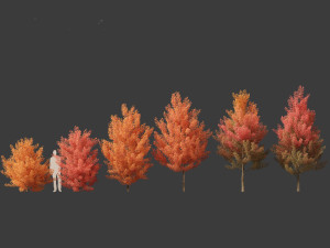 Acer monspessulanum - Montpellier 01 Model 3D