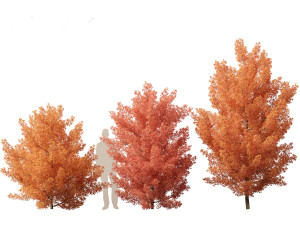 Acer monspessulanum - Montpellier 01 Model 3D