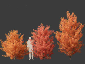 Acer monspessulanum - Montpellier 01 Model 3D