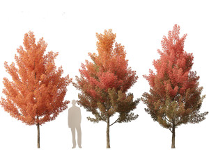 Acer monspessulanum - Montpellier 01 Model 3D