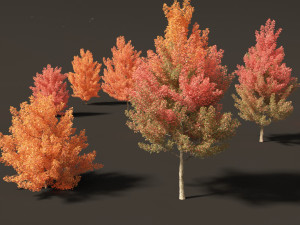 Acer monspessulanum - Montpellier 01 Model 3D