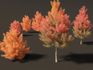 Acer monspessulanum - Montpellier 01 3D Model