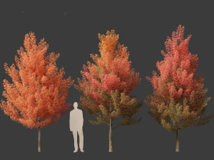 Acer monspessulanum - Montpellier 01 3D Model