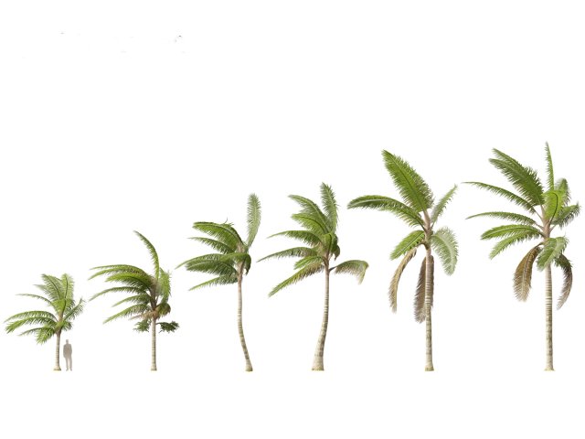 Acanthophoenix crinita - White Barbel Palm 02 3D Модель .c4d .max .obj .3ds .fbx .stl .blend 