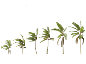 Acanthophoenix crinita - White Barbel Palm 02 Modelo 3D
