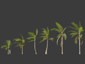 Acanthophoenix crinita - White Barbel Palm 02 3D Модель