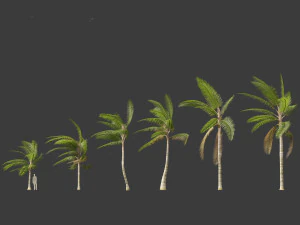 Acanthophoenix crinita - White Barbel Palm 02 3D Model