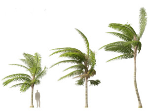 Acanthophoenix crinita - White Barbel Palm 02 3D Модель