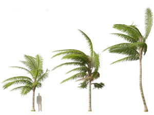 Acanthophoenix crinita - White Barbel Palm 02 3D Model