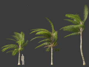 Acanthophoenix crinita - White Barbel Palm 02 3D Модель