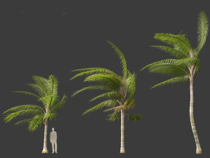 Acanthophoenix crinita - White Barbel Palm 02 3D Model