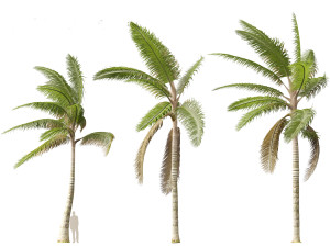 Acanthophoenix crinita - White Barbel Palm 02 3D Модель