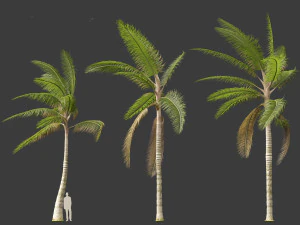 Acanthophoenix crinita - White Barbel Palm 02 3D Model