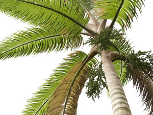 Acanthophoenix crinita - White Barbel Palm 02 3D Модель