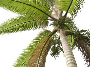 Acanthophoenix crinita - White Barbel Palm 02 3D Model