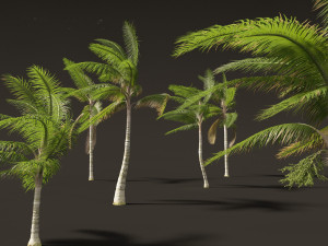Acanthophoenix crinita - White Barbel Palm 02 3D Модель