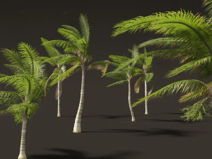 Acanthophoenix crinita - White Barbel Palm 02 3D Model