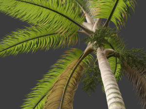 Acanthophoenix crinita - White Barbel Palm 02 3D Модель