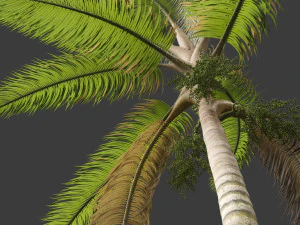 Acanthophoenix crinita - White Barbel Palm 02 3D Model